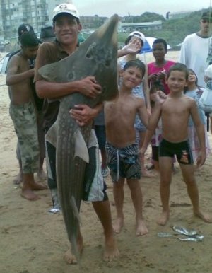 Giant Sand Shark - 31Kg