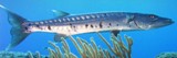 Barracuda Picture - FishingInfo.co.za