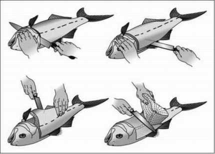 Fillet your fish - step 1 - FishingInfo.co.za