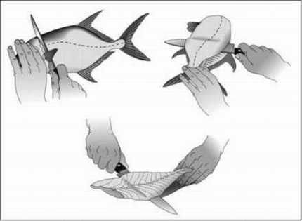 Fillet your catch - step 2 - FishingInfo.co.za