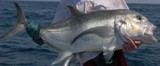 Giant Kingfish - FishingInfo.co.za