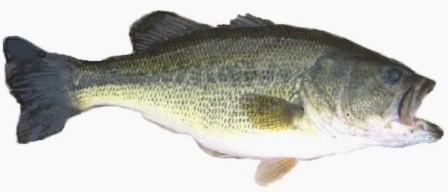 Largemouth Bass - FishingInfo.co.za