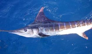 How to catch Marlin