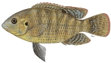 Banded Tilapia - FishingInfo.co.za