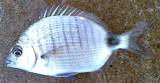 Blacktail - FishingInfo.co.za