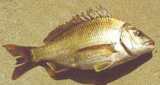 Bronze Bream - FishingInfo.co.za