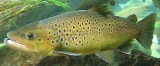Brown Trout - FishingInfo.co.za