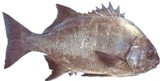 Galjoen - FishingInfo.co.za