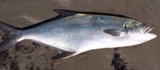 Garrick - FishingInfo.co.za