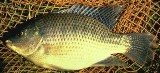 Israeli Tilapia - FishingInfo.co.za