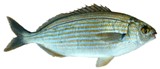 Karanteen - FishingInfo.co.za