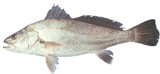 Kob - FishingInfo.co.za