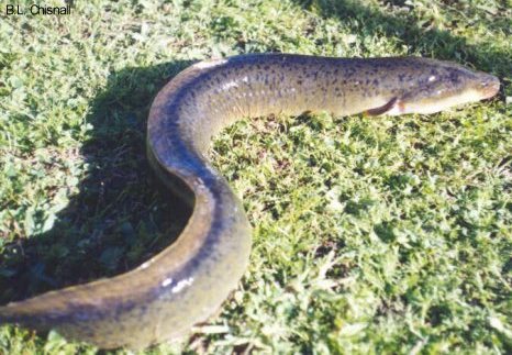 Longfin Eel - FishingInfo.co.za