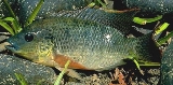 Mozambique Tilapia - FishingInfo.co.za