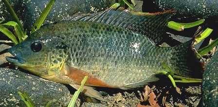 Mozambique Tilapia - FishingInfo.co.za
