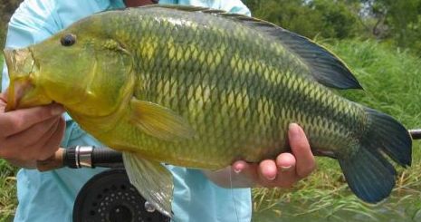 Nembwe - FishingInfo.co.za