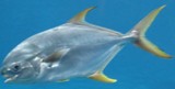 Pampona - FishingInfo.co.za