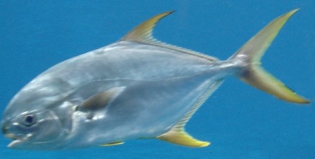 Pompano - FishingInfo.co.za