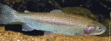 Rainbow Trout - FishingInfo.co.za
