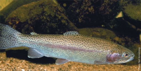 Rainbow Trout - FishingInfo.co.za