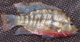 Redbreast Tilapia - FishingInfo.co.za