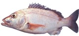 Red Steenbras - FishingInfo.co.za