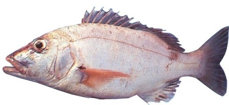Red Steenbras - FishingInfo.co.za