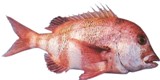 Red Steenbras - FishingInfo.co.za