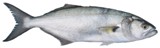Shad/Elf - FishingInfo.co.za