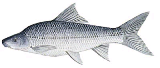 Silver Labeo - FishingInfo.co.za