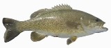 Smallmouth Bass - FishingInfo.co.za