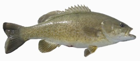 Smallmouth Bass - FishingInfo.co.za