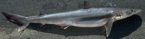 Soupfin Shark - FishingInfo.co.za