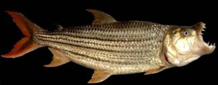 Tigerfish - FishingInfo.co.za