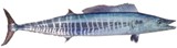 Wahoo - FishingInfo.co.za