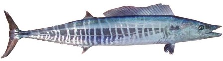 Wahoo - FishingInfo.co.za