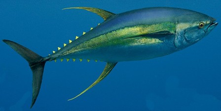 Yellowfin - FishingInfo.co.za